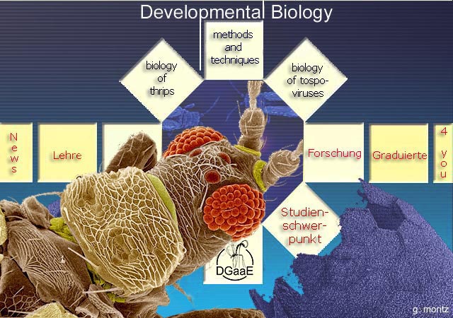 Logo_Entwicklungsbiologie