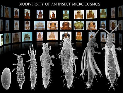 From egg to animal - ontogenetic stages of Western Flower Thrips, most important pest thrips and Tospovirus vector of the order Thysanoptera ( GBM).
(Prof. Dr. G.B. Moritz, retired since October 2020)